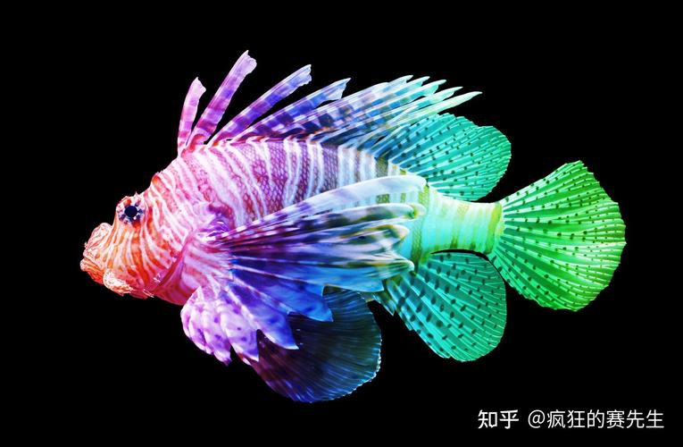 狮子鱼丨生活在海洋最深处入侵了整个大西洋