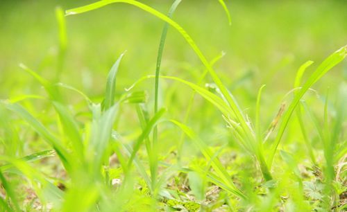 天街小雨润如酥,草色遥看近却无.