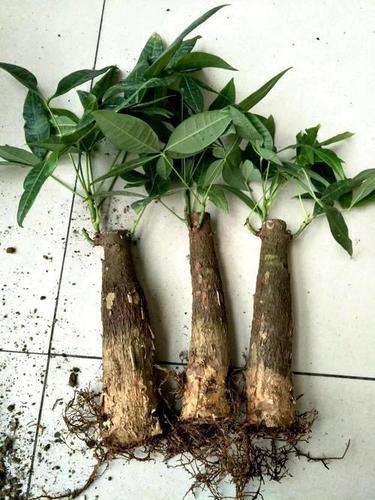 发财树土培转水培,这2步是关键,15天生根,嫩叶一天比
