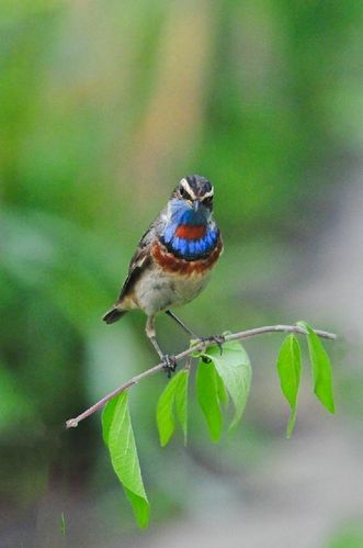 我学照鸟一兰靛颏