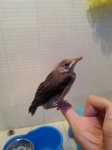 请问这是八哥幼鸟吗.会不会说话,如果不是八哥那是什么鸟.