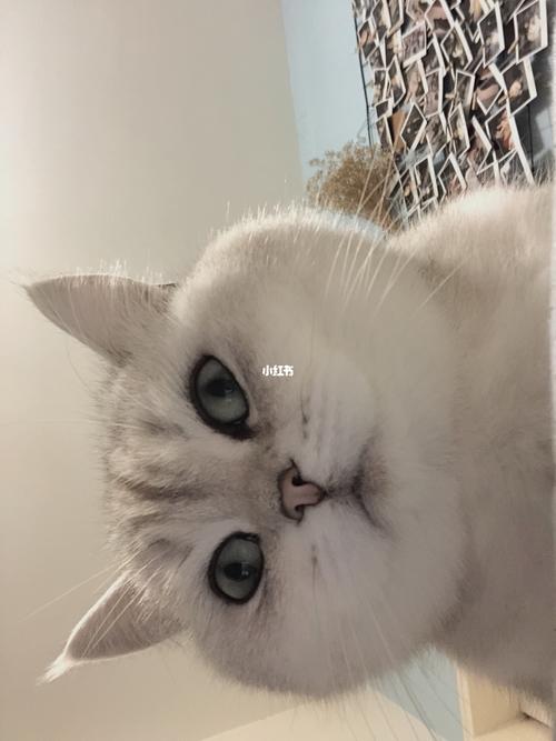 有些小猫咪不仅脸大,还胖_猫咪_吸猫_宠物_猫