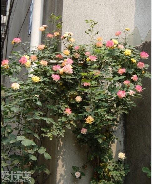 > 【藤本月季】【之 藤彩虹:)】【五颜六色的花朵】