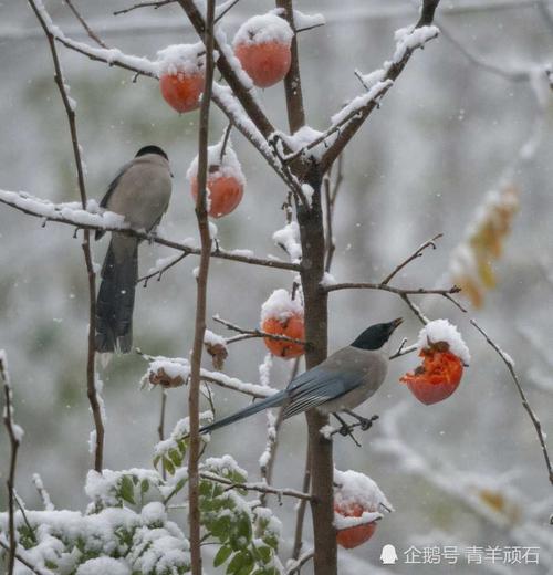 吉祥三宝瑞雪喜鹊红柿子