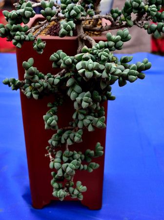 多肉植物 鹿角海棠_3 by:行人语 no.yh158329