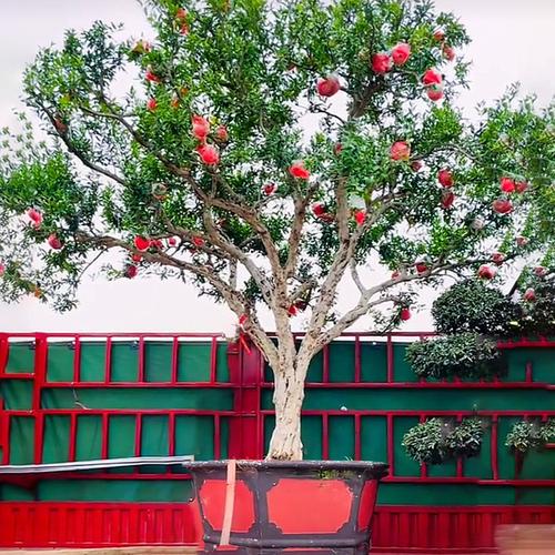 石榴树庭院果树特大老桩盆景突尼斯软籽石榴树树苗南北方当年结果