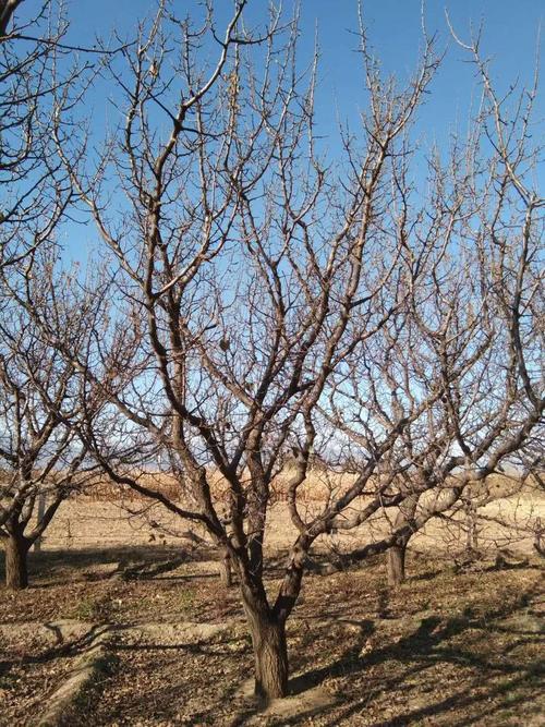 张家口东茂日盛海棠苗木有限公司 产品报价 >山杏价格怎样修剪杏树