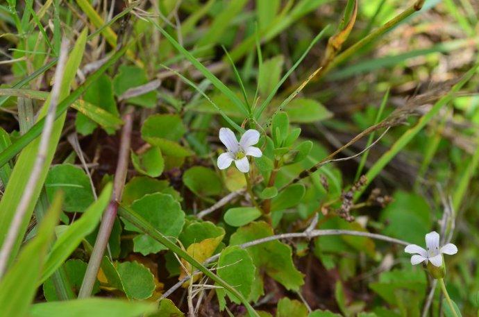 中药名:白花猪母菜               出自《全国中草药汇编》