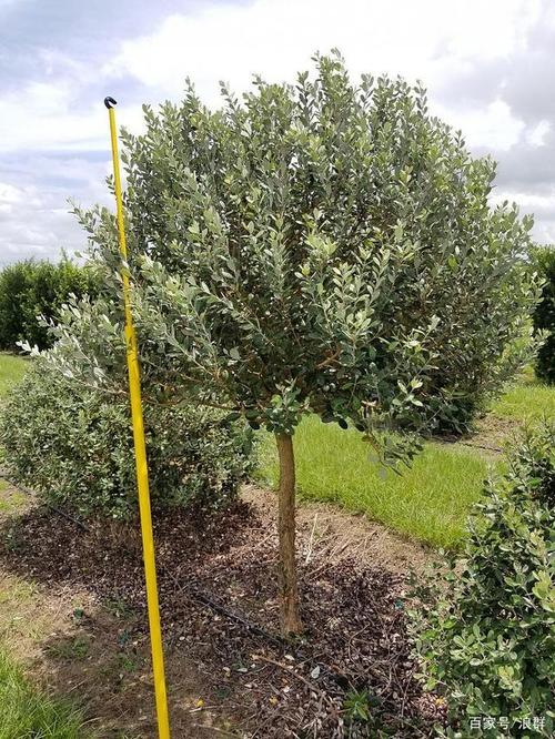 水果中华鲟"菲油果",食果,观叶,观花都能做到!
