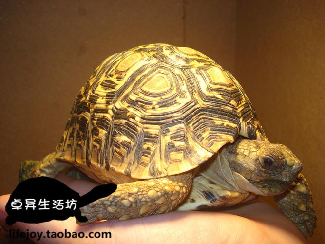 【卓异生活坊】bw素食 龟 吃 菜 龟 高背宠物 龟 活体7~8cm 旱龟 陆