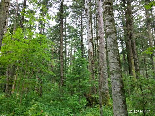 长白山,中国保留原始森林面积最大的山脉