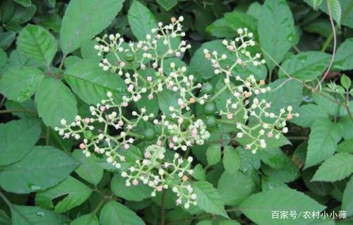 农村有一种喂猪的野草,人称"母猪藤",现在卖几十元一斤