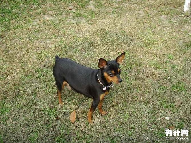 小鹿犬是什么样的狗狗小鹿犬的基本信息
