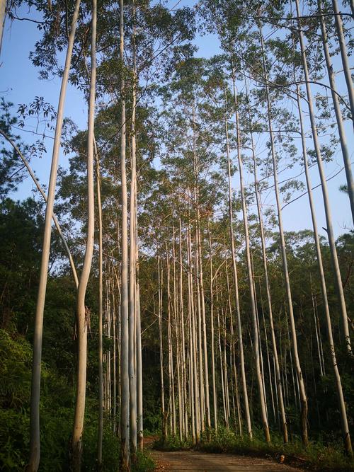 喜遇一片桉树林