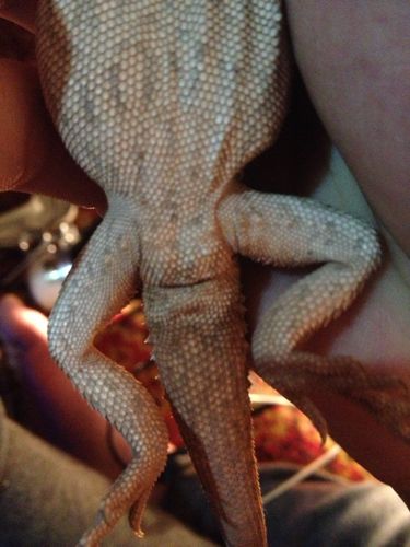 这两只鬃狮蜥哪只公哪只母