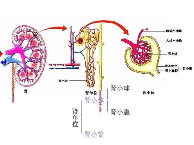 肾单位肾脏的滤过作用一个好的方法技巧一定源于一个好的理论知识