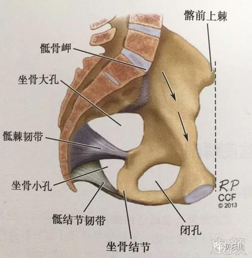 ③ 骶棘韧带:扇形,横行附着于坐骨棘,与坐骨大切迹共同构成坐骨大