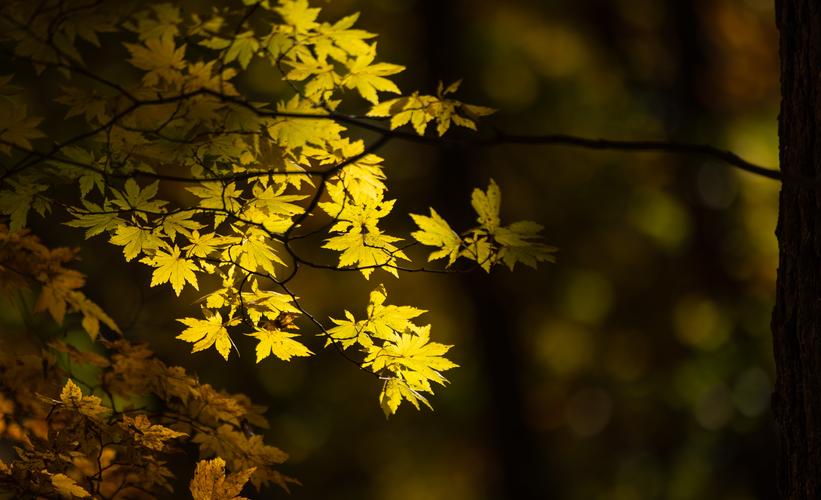 让这个秋天多点色彩 秋叶摄影攻略大放送