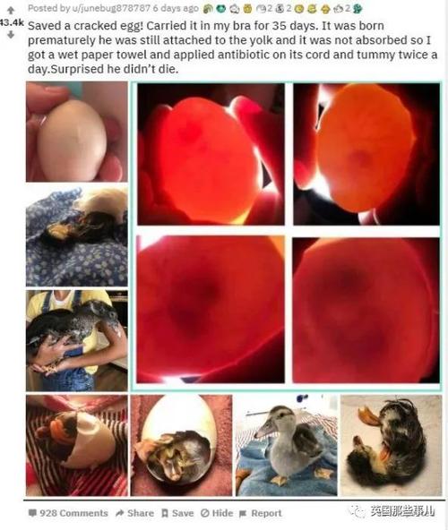 她把一只破鸭蛋揣在胸罩里保暖,35天后居然成功孵出小鸭子了