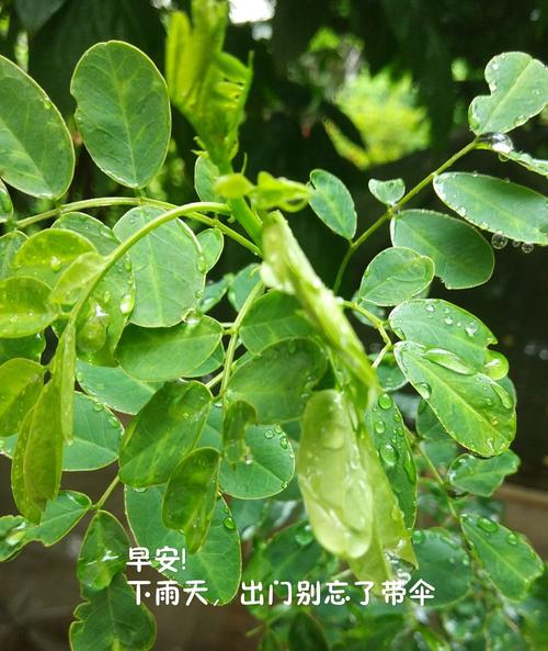 早安,是一天清晨最温暖的开场白,早安两字并不华丽,却归属了成千上万