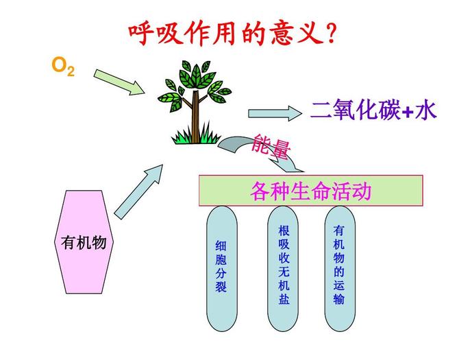 植物呼吸作用ppt