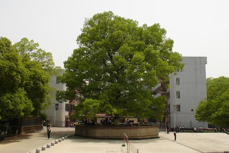 涟源一中教学楼前大樟树