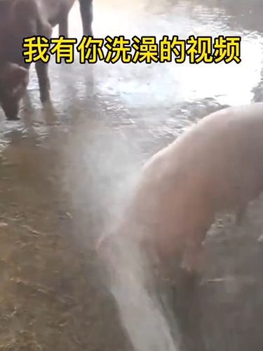 我有你洗澡08视频!_搞笑视频_搞笑