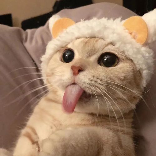 宠物头像大全 | 超可爱猫咪狗狗头像