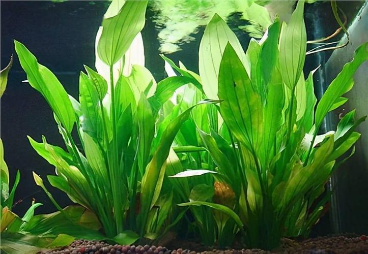 鱼缸养水草的好处多这6种水草好养的和不好养的都有了