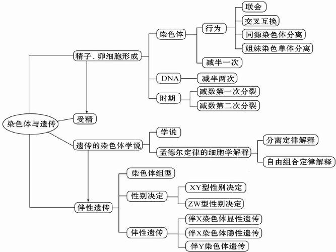 高中生物必修2知识网络ppt