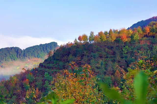 彩色森林,也称"彩色森林人家",是重庆巴南区开发的旅游景区,坐落于