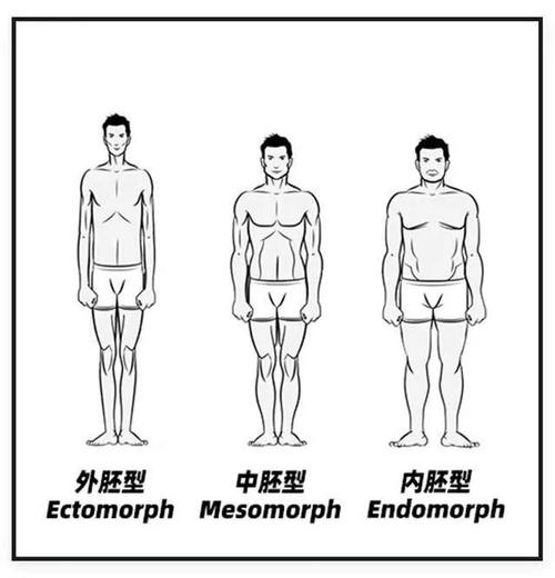 身材分类你是什么胚型