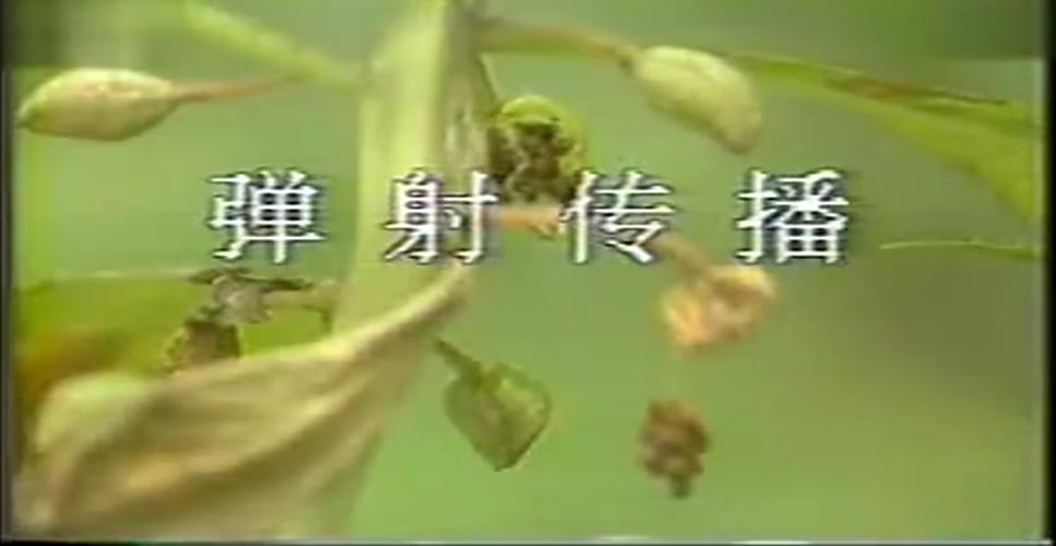 文思淇 2018年9月2日凤仙花,油菜籽,豌豆都是靠太阳晒了以后弹射传播