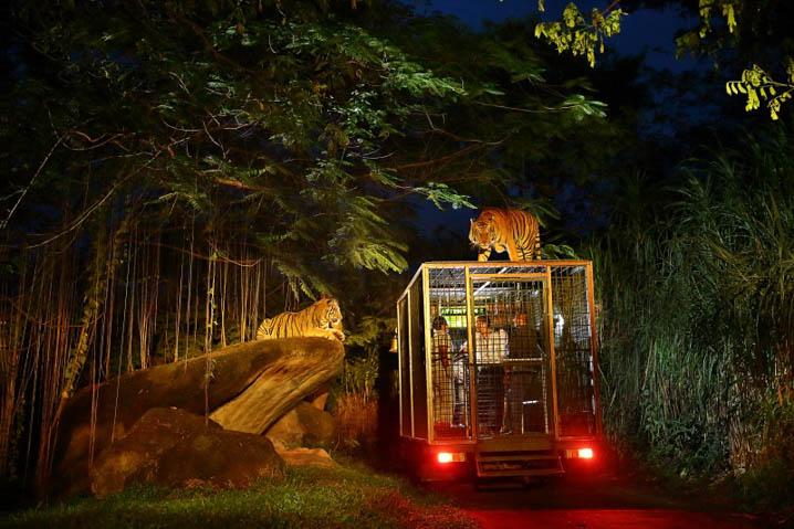 night safari zoo