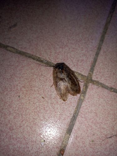 鱼虫生活常识  2016-07-06 01:32  提问者采纳  热心网友 这是雄土鳖