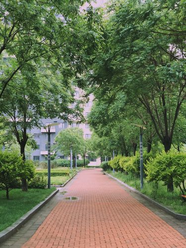 雨后的早晨 公园 花园 小区 树木 花草 玫瑰 月季 蔷薇 微雨
