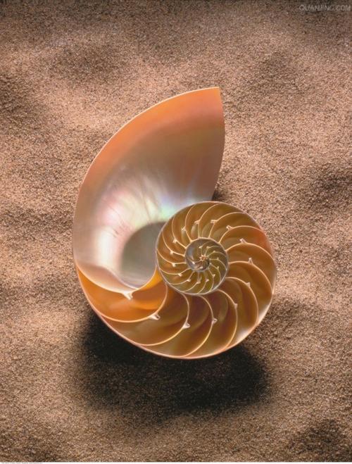 从中间对称切割后的鹦鹉螺壳