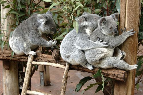 澳大利亚多个城市景点门票套餐——孤松考拉保护区(lone pine koala