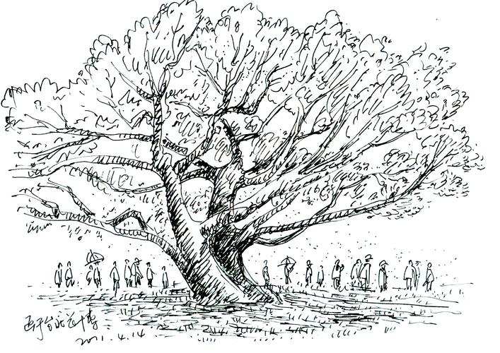 台北花博会院内的大榕树.