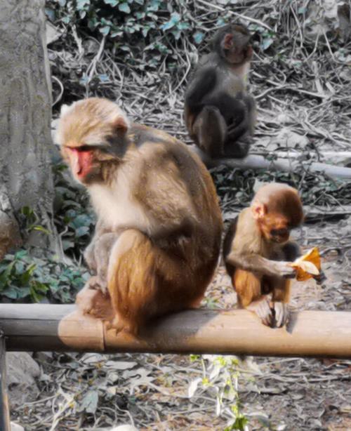 自由行之西双版纳·基诺山,原始森林篇