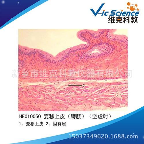 变移上皮(膀胱空虚时) 生物切片 上皮组织 显微镜玻片