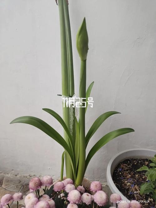 朱顶红阿拉斯加第三花剑_揭阳攻略_朱顶红_家居家装_家居装饰_花艺