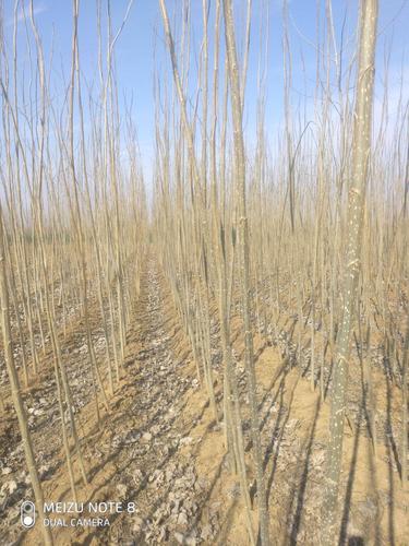 无絮杨3412 南林3412和3804还有107