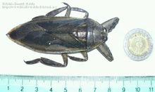 lethocerus grandis(巨田鳖):分布于南美洲,是世界和半翅目中最大