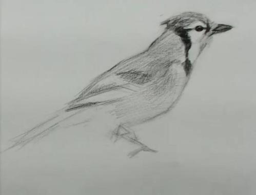 素描|小鸟的刻画