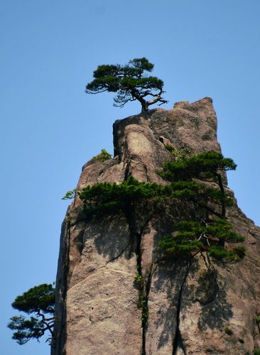 黄山劲松