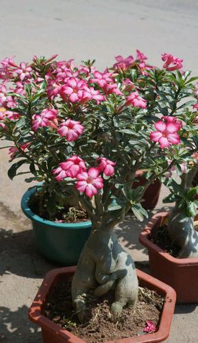 夏天养盆沙漠玫瑰吧,耐热耐干旱,开花漂亮,花期长