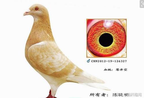 鸽子都可以出麒麟花,而要想获得好一点的深麒麟花还是有方法的,用纯色