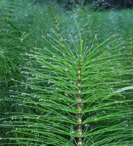 你知道问荆草吗?石炭纪曾盛极一时,如今却成农民讨厌的杂草.