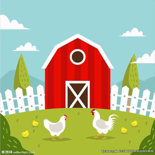 卡通养鸡场里的白羽鸡图片